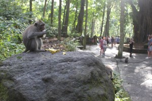 monkey garden