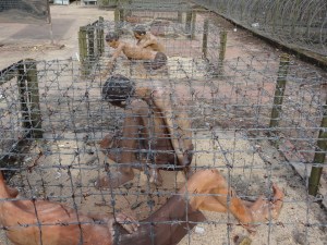 Pho Quoc Military Prison museum